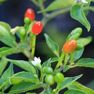 Bird Pepper Fruit Extract