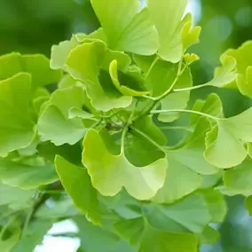 Ginkgo Biloba