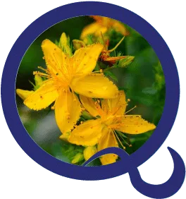 St. John's Wort