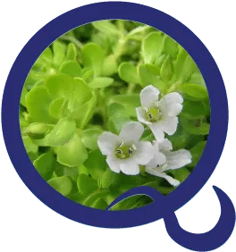 Bacopa Monnier Leaf