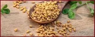 Fenugreek