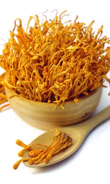 Cordyceps