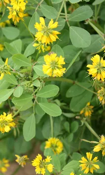 Fenugreek