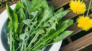 European Dandelion leaves