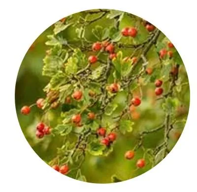 HAWTHORN BERRY