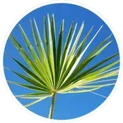 Saw-Palmetto