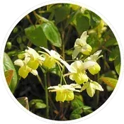 Epimedium