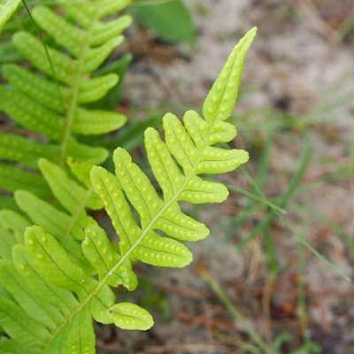 Polypodium Vulgare