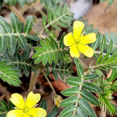 Tribulus Terrestris