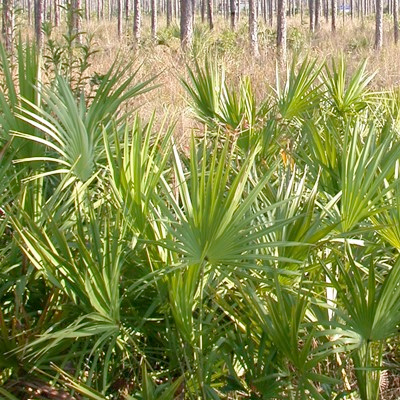 Saw Palmetto