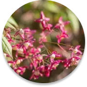 Epimedium Extract