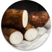 Wild Yam Root