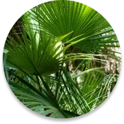 Saw Palmetto Extract