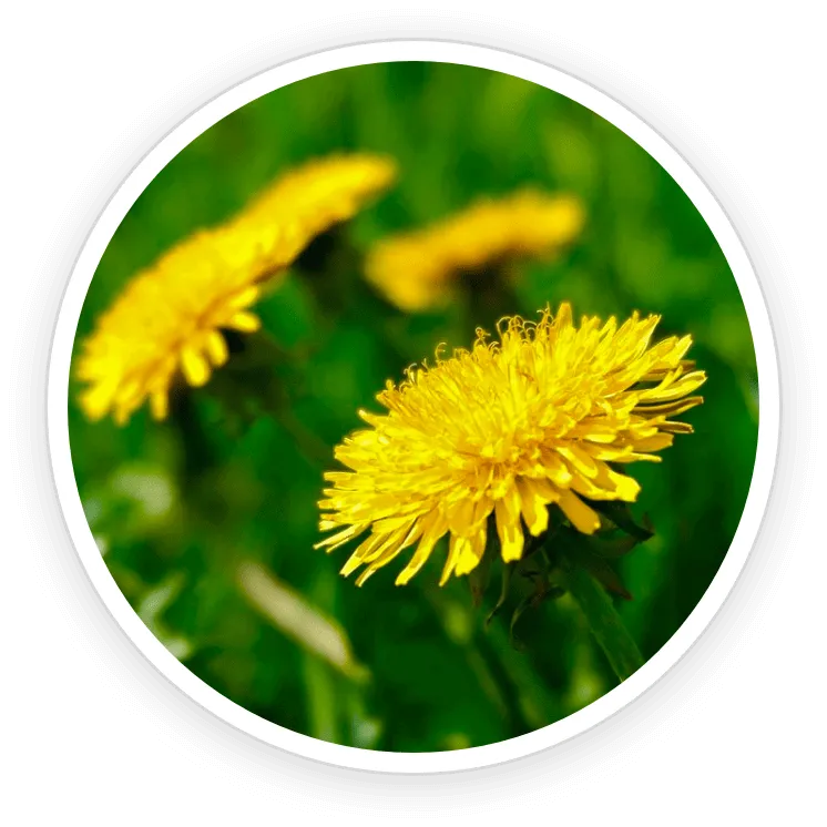 Inulin & Dandelion