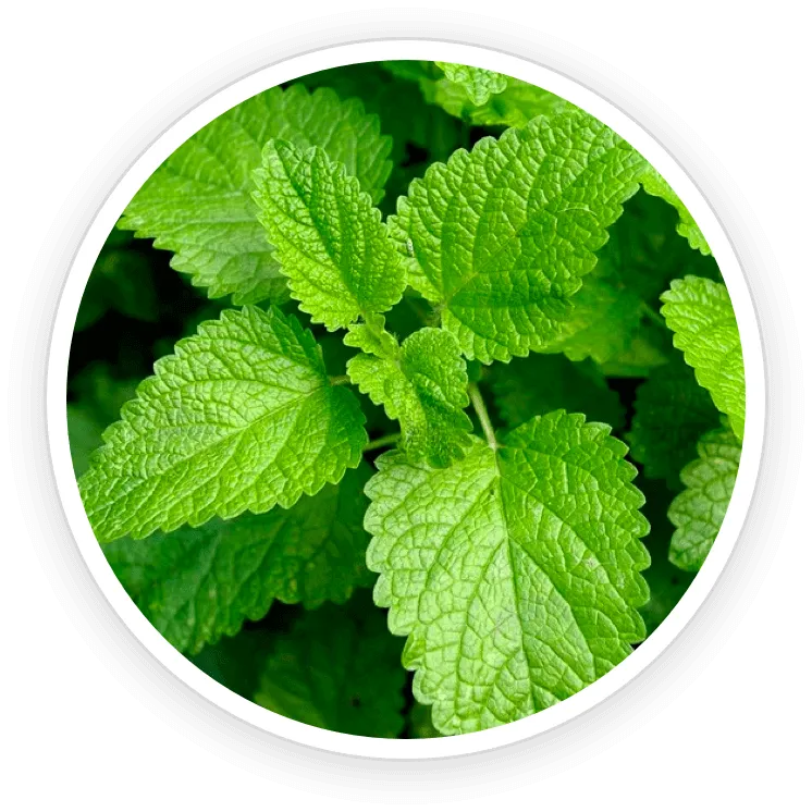 Lemon Balm