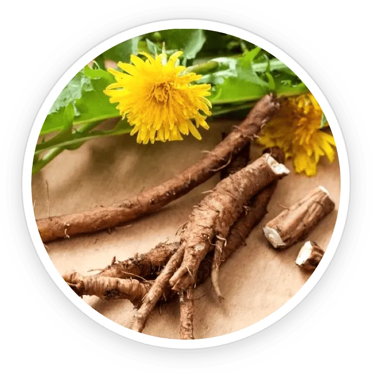 Astragalus Root