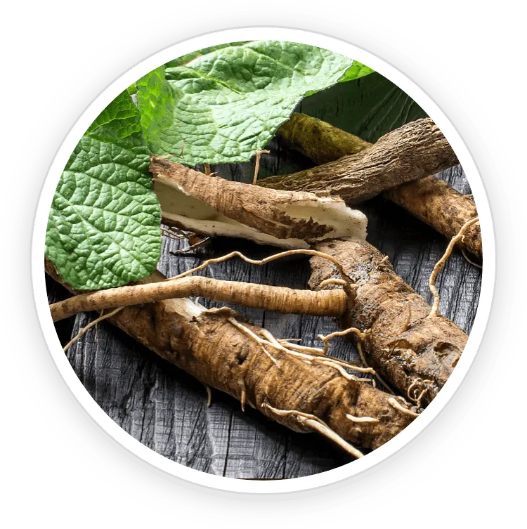 Burdock Root