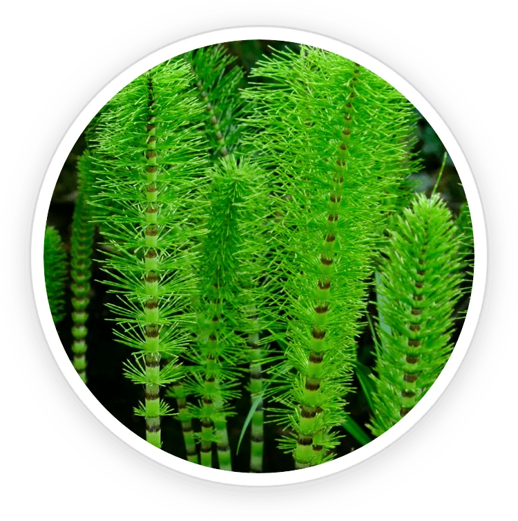 Horsetail