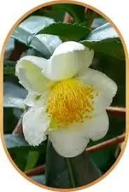 Camellia Sinensis