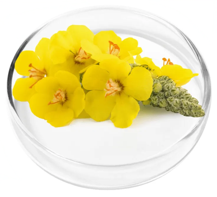 Mullein Extract
