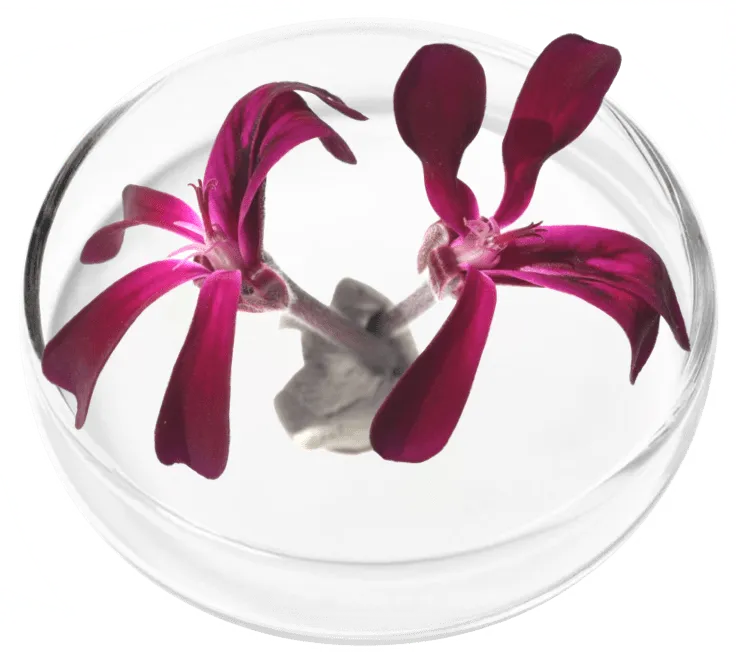 Umckaloabo Extract