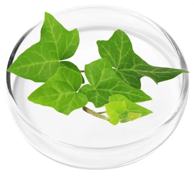 Ivy Extract