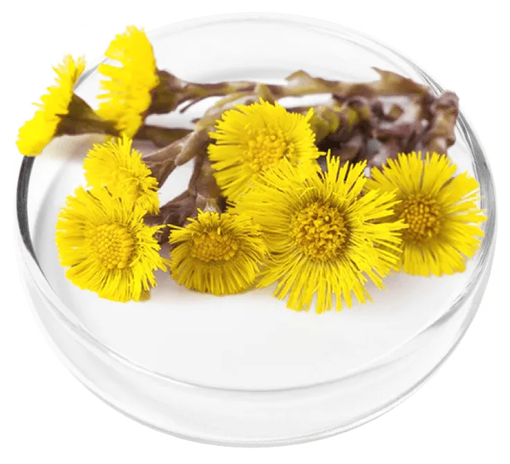 Coltsfoot Extract