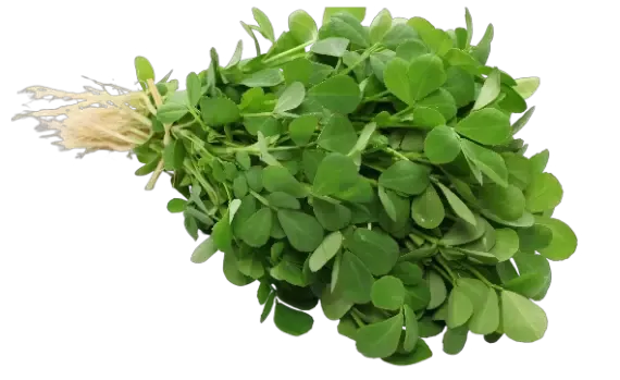 Fenugreek