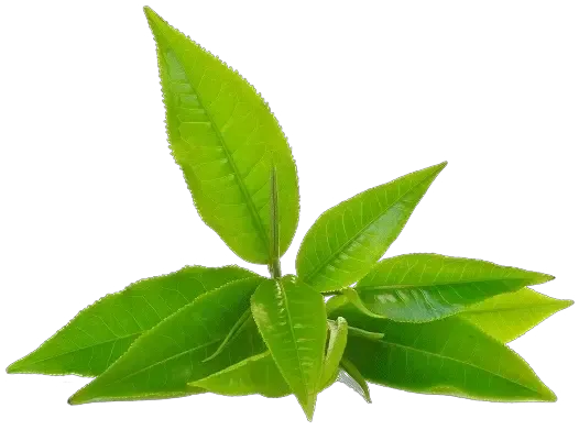 Green Tea Extract (Rich in Quercetin)