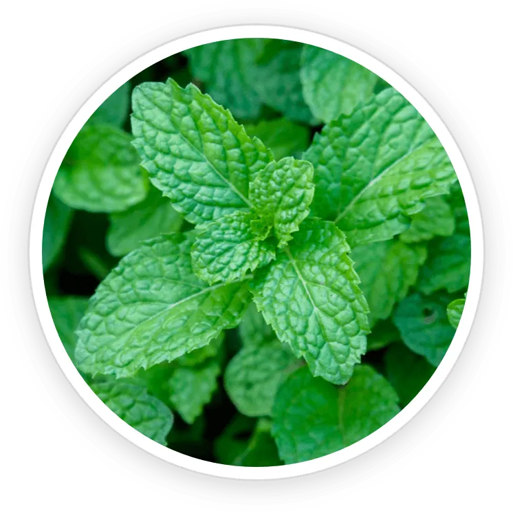 Wild Mint