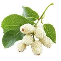 White Mullberry