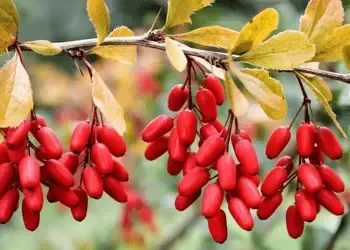 Berberine