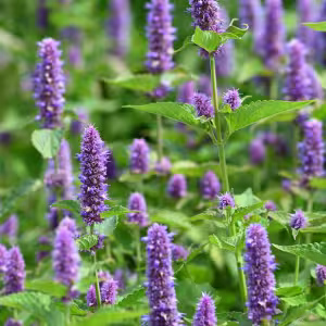 Holy Hyssop