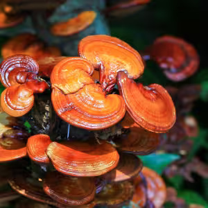 Reishi Mushroom