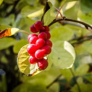 Schisandra Berry