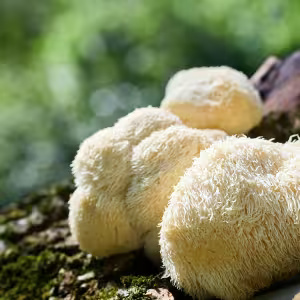 Lion’s Mane Mushroom