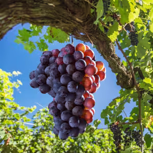 Grape Skin Extract (Resveratrol)