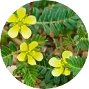 Tribulus Extract