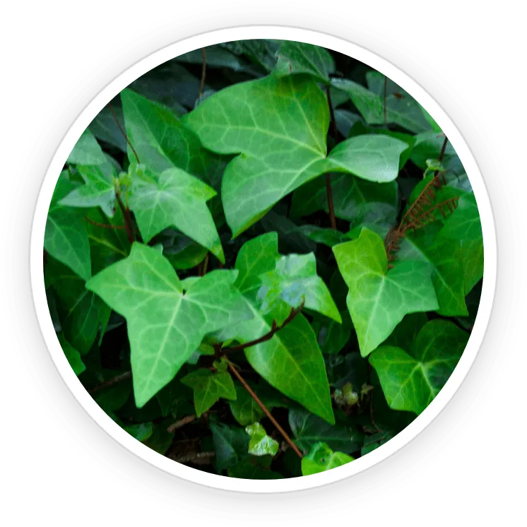 Ivy Extract