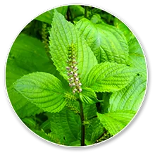 Luteolin (Perilla Frutescens)