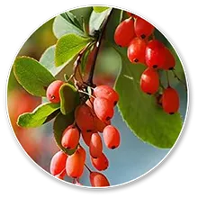 Philodendron Amurense (Berberis Aristata)