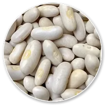 Phaseolus vulgaris (White Kidney Bean)