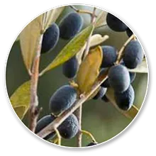 Oleuropein (Olea Europaea)