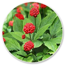 Panax quinquefolius (Panax Ginseng)