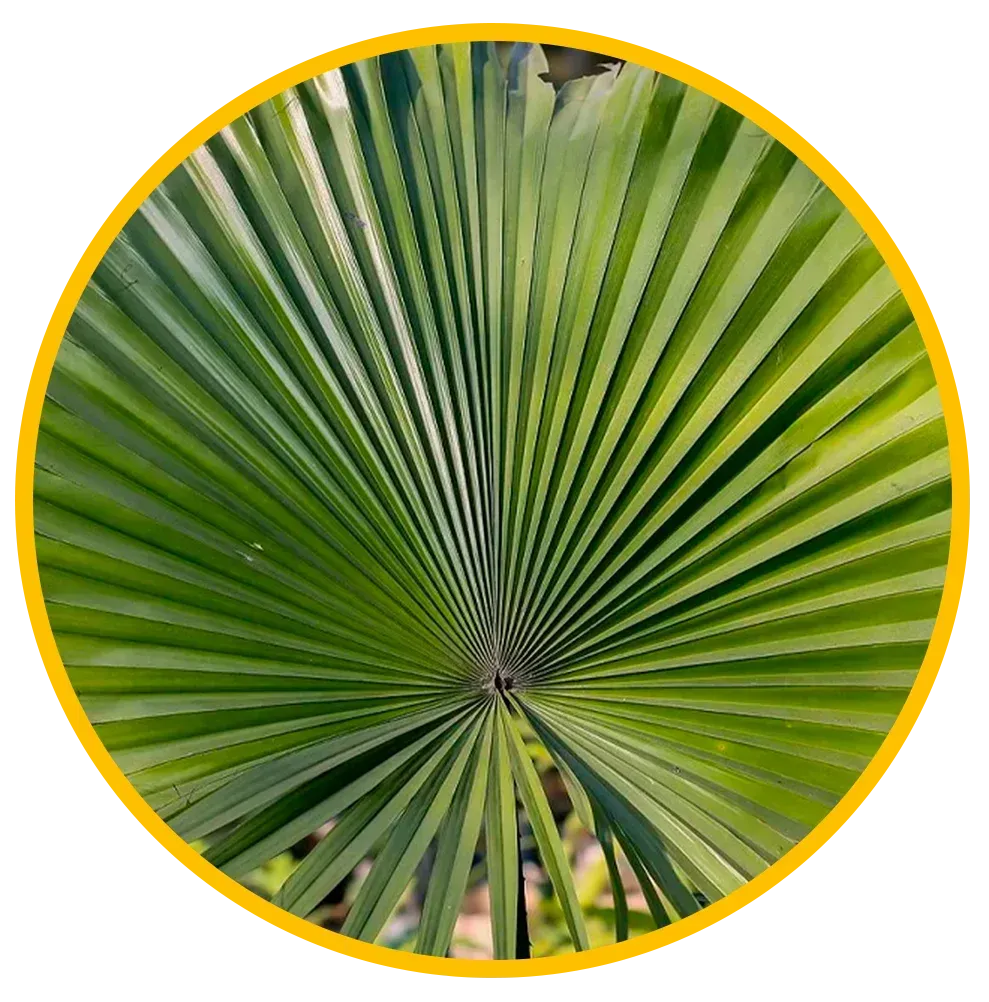 Saw Palmetto Extract