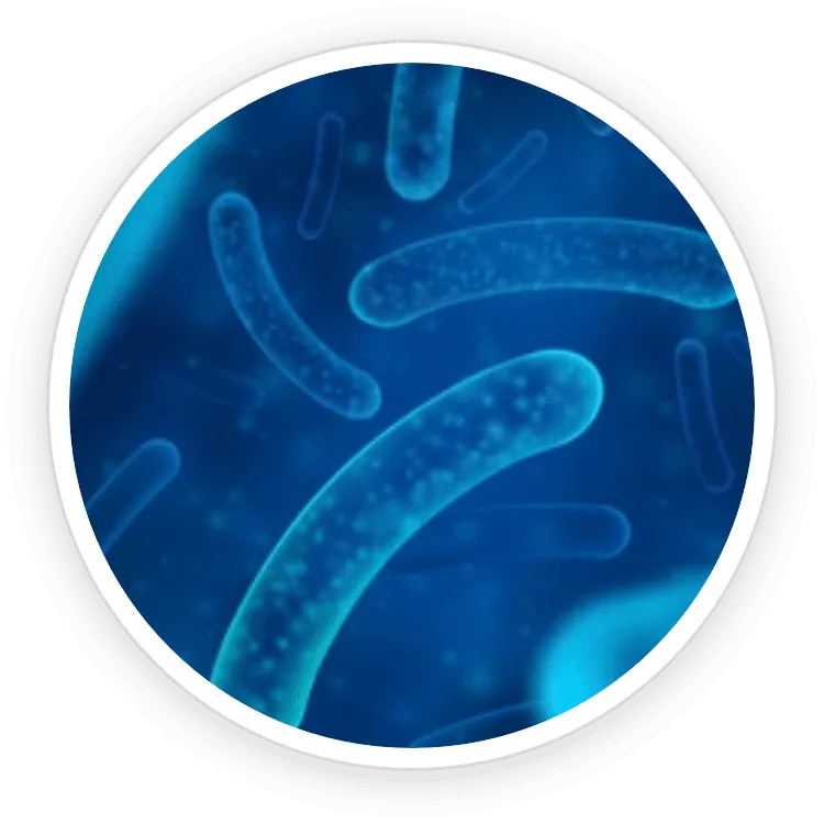 Salivarius B