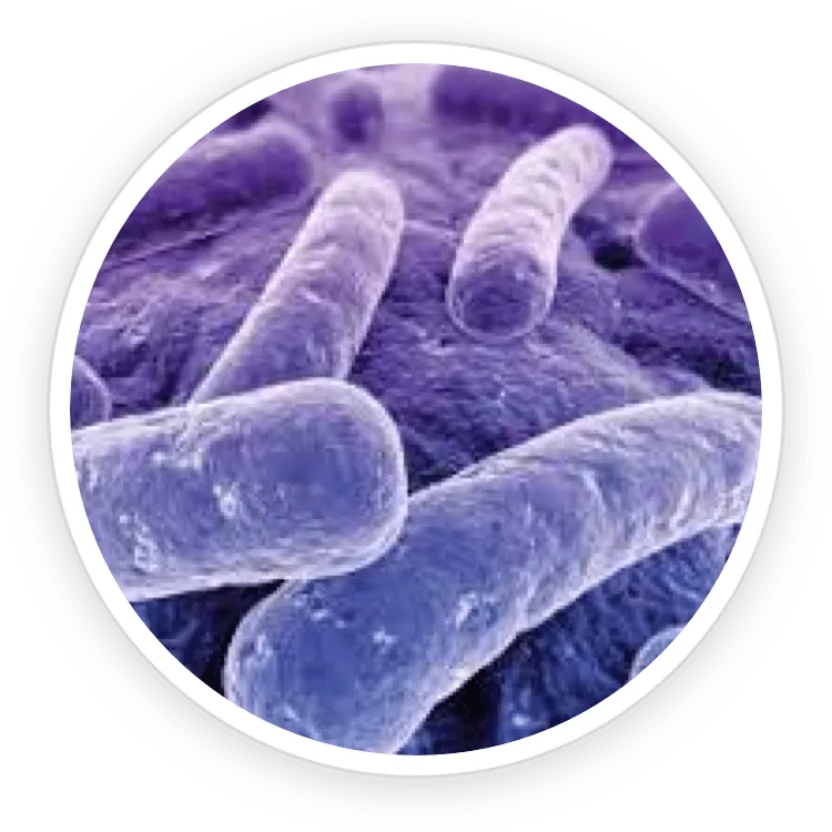 Lactobacillus Reuteri
