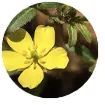 Tribulus Terrestris