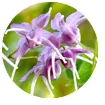 Horny Goat Weed