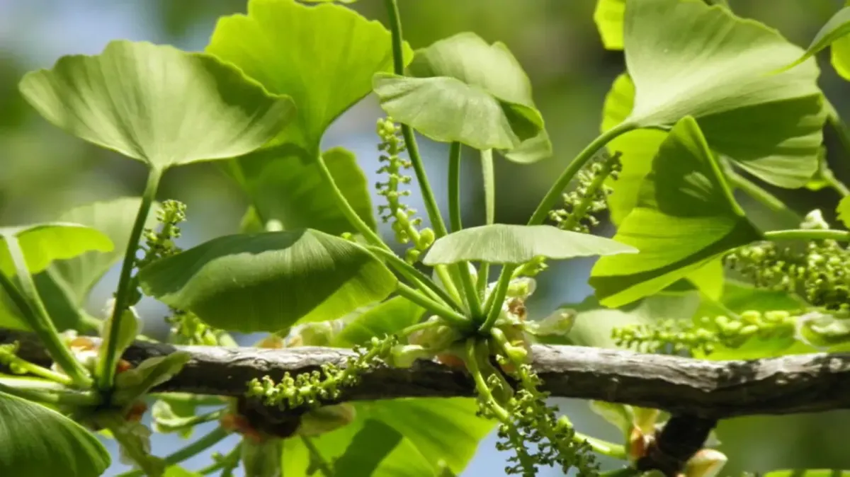 Ginkgo Biloba Extract